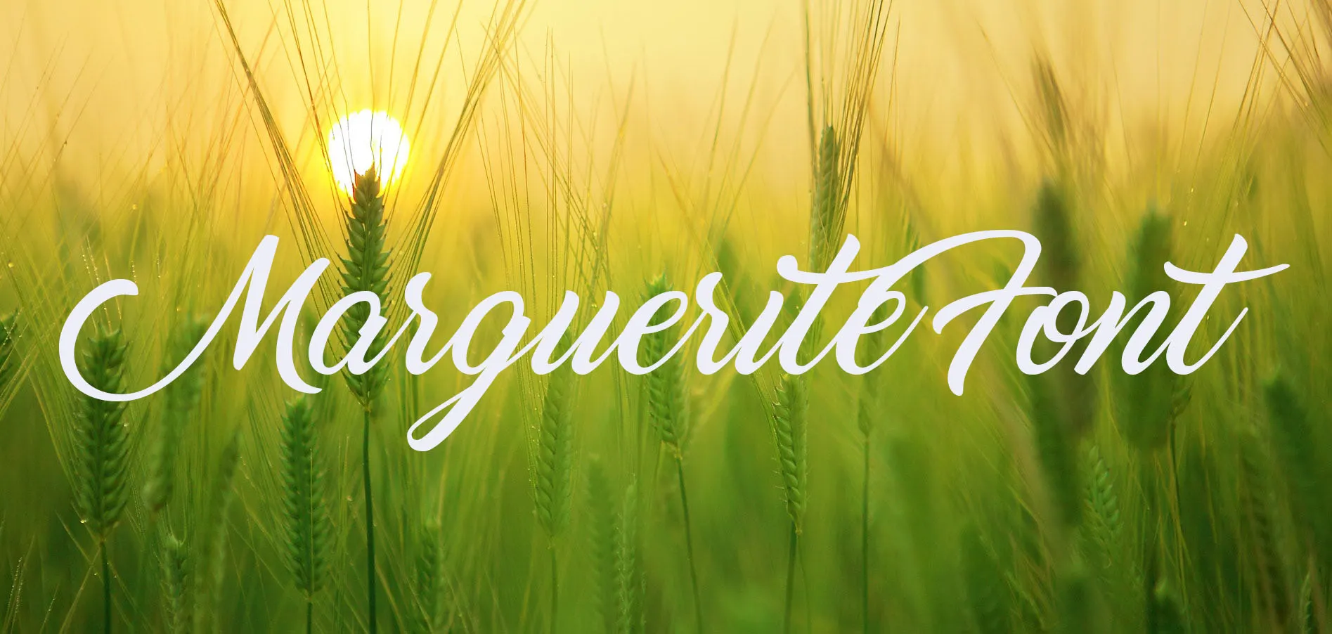 Marguerite Font