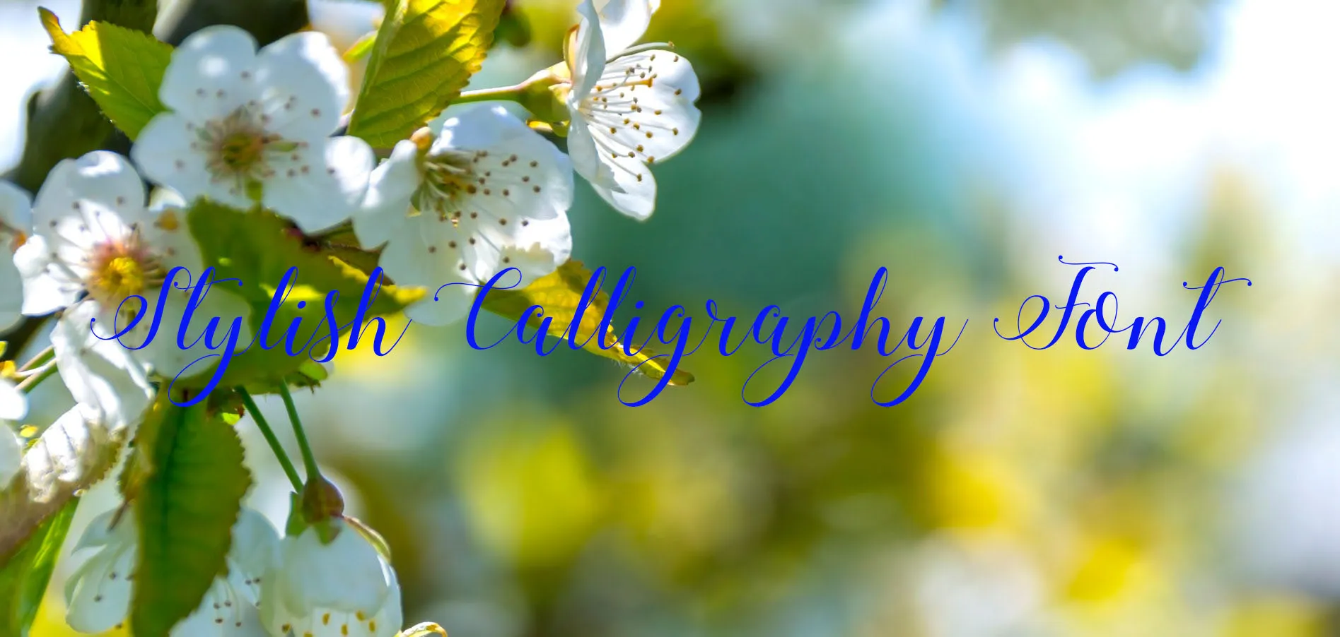 Stylish Calligraphy Font Family