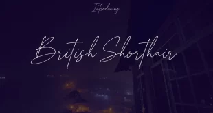 British Shorthair Font