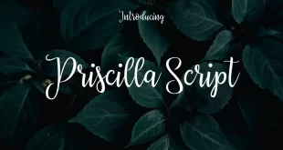 Priscilla Script Font